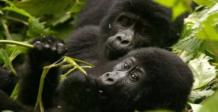 Where to Do Gorilla Trekking in Rwanda?