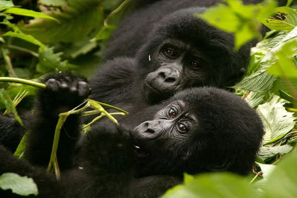 Where to Do Gorilla Trekking in Rwanda?