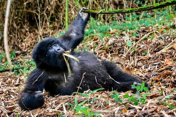 Uganda Gorilla Trekking from South Africa: Your Complete Planning Guide