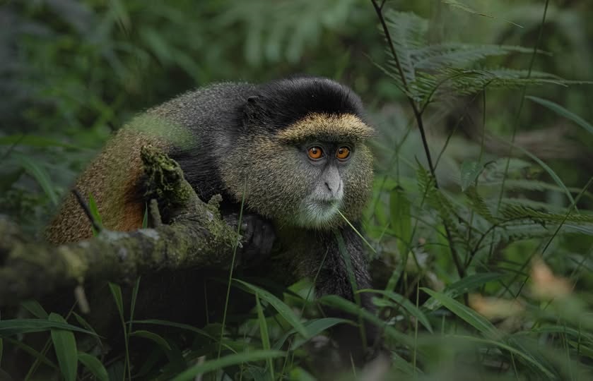 Unique Safari Activities to Do in Rwanda