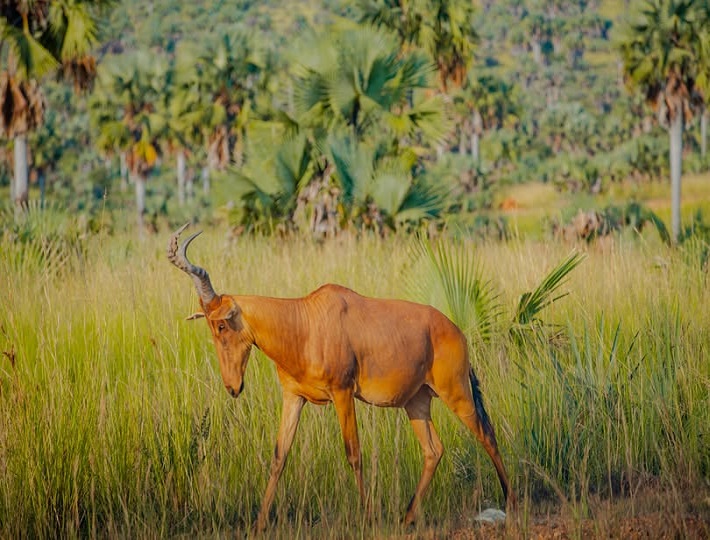 Uganda Family Safaris