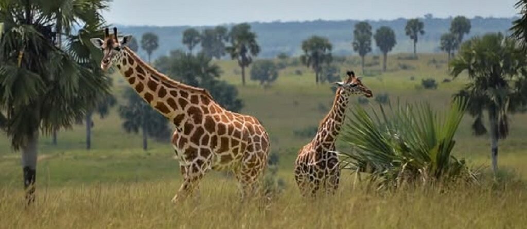 Uganda Family Safaris