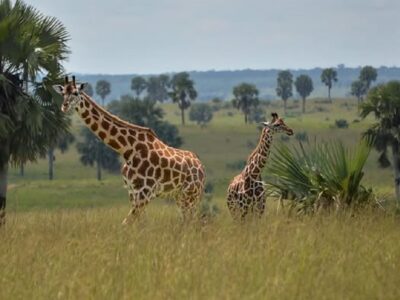 Uganda Family Safaris