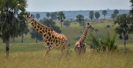 Uganda Family Safaris