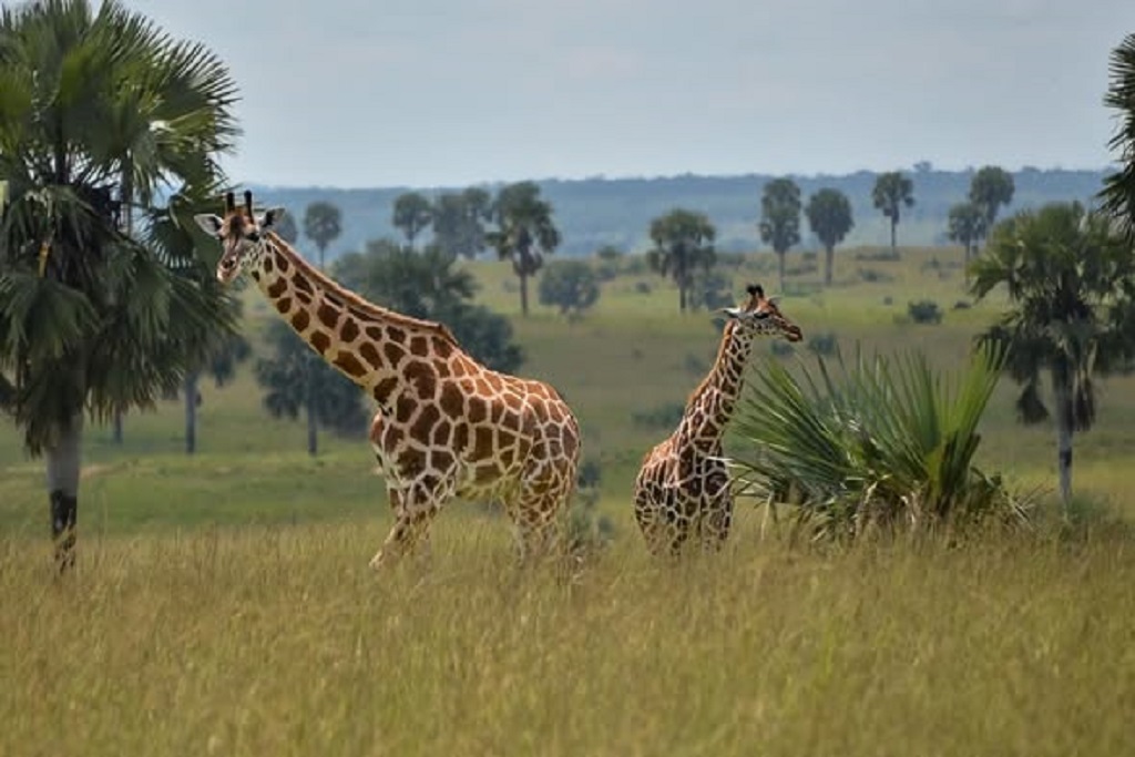 Uganda Family Safaris