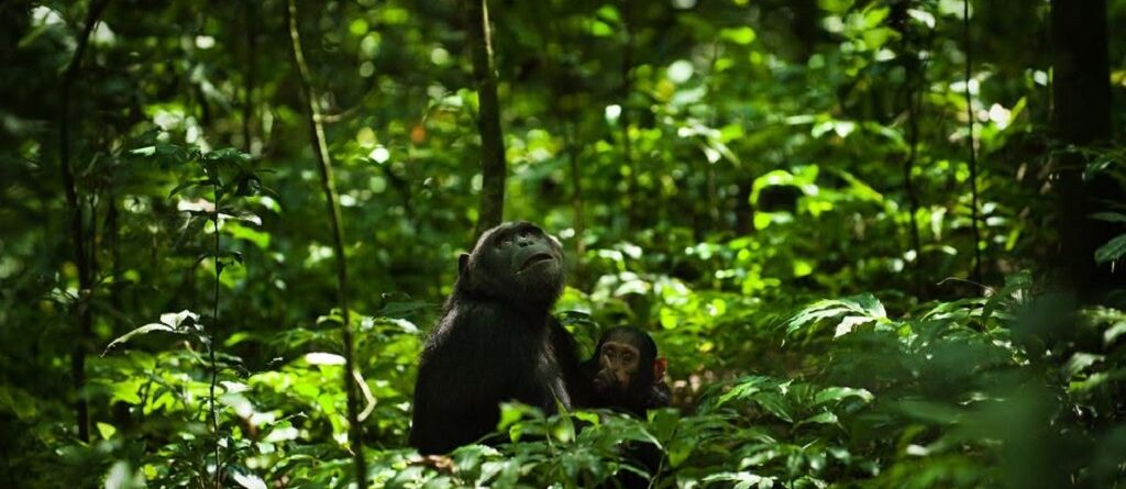 Unique Safari Activities to Do in Rwanda