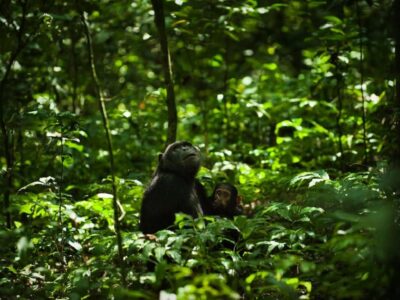 Unique Safari Activities to Do in Rwanda
