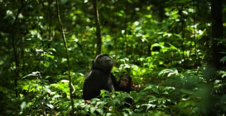 Unique Safari Activities to Do in Rwanda