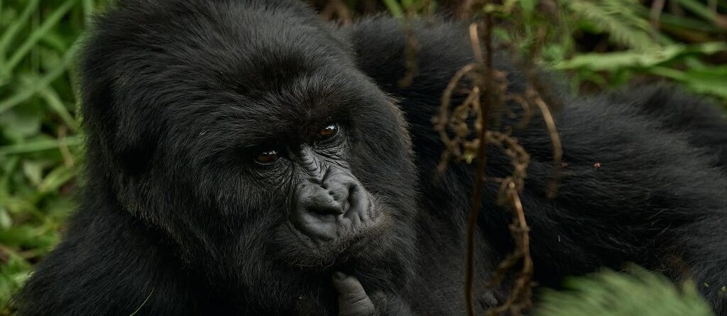 What Is the Best Time to Go to Rwanda?