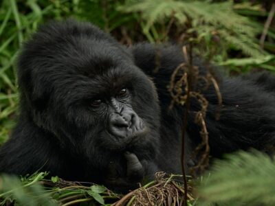 What Is the Best Time to Go to Rwanda?