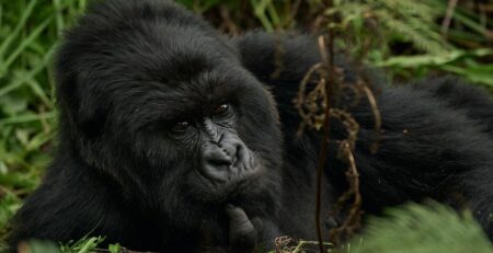 What Is the Best Time to Go to Rwanda?