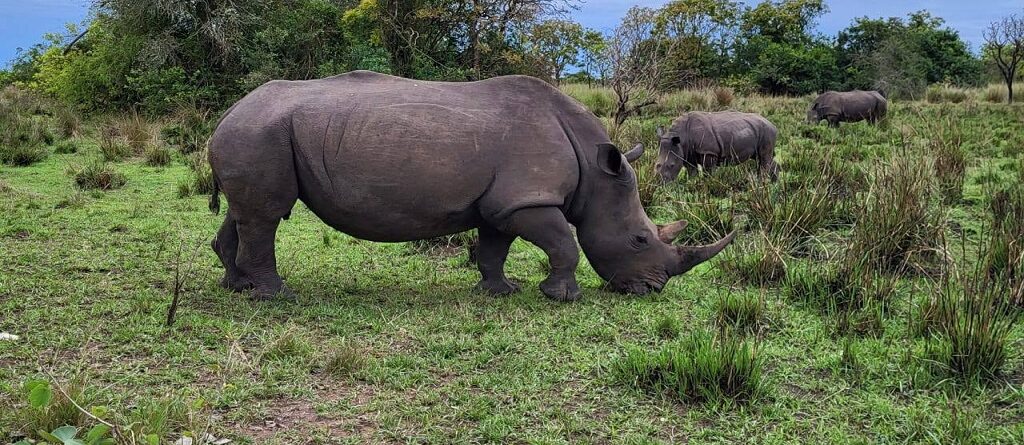 Uganda Big 5 Safaris: Your Complete Guide to Africa's Most Iconic Wildlife in the Pearl of Africa