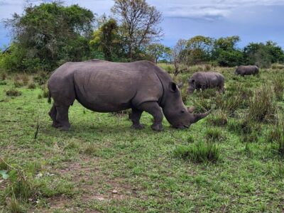 Uganda Big 5 Safaris: Your Complete Guide to Africa's Most Iconic Wildlife in the Pearl of Africa