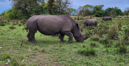 Uganda Big 5 Safaris: Your Complete Guide to Africa's Most Iconic Wildlife in the Pearl of Africa