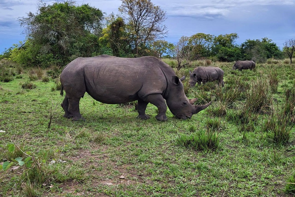 Uganda Big 5 Safaris: Your Complete Guide to Africa's Most Iconic Wildlife in the Pearl of Africa