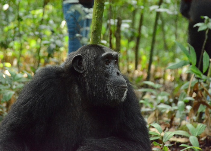 Endangered Primates in Africa: Where to See Them and Why It Matters