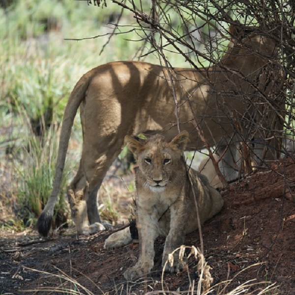 Big Five Animals in Akagera National Park