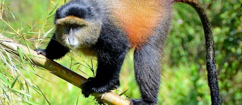 Guide to Rwanda Wildlife Safari Cost
