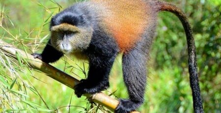 Guide to Rwanda Wildlife Safari Cost
