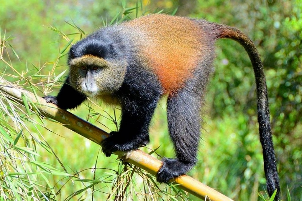 Guide to Rwanda Wildlife Safari Cost