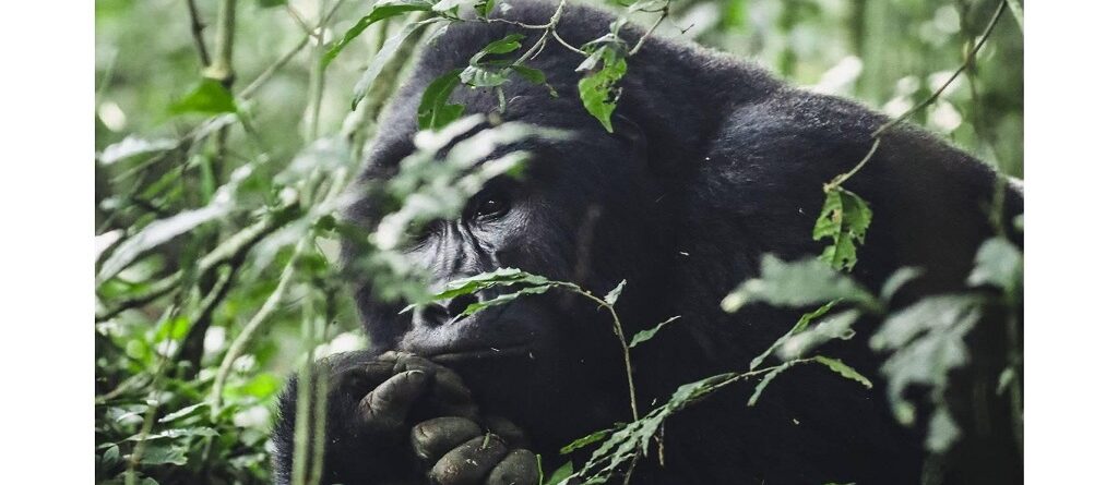 Endangered Primates in Africa: Where to See Them and Why It Matters