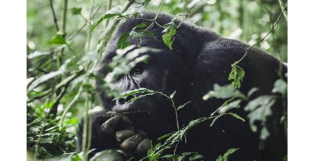 Endangered Primates in Africa: Where to See Them and Why It Matters