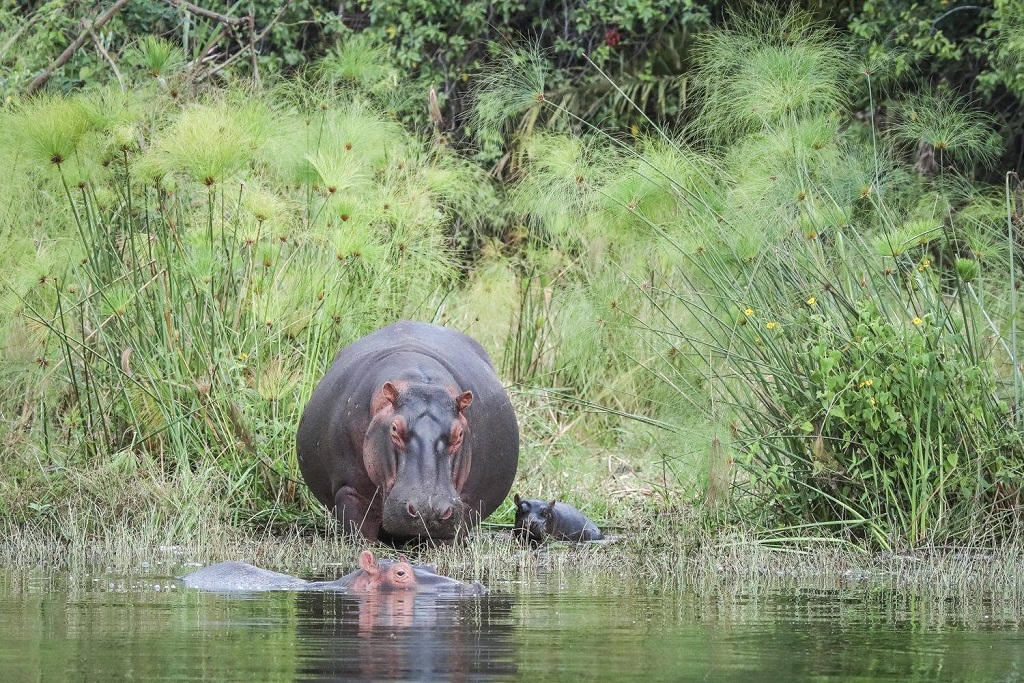 Best Time to Visit Rwanda: A Month-by-Month Planning Guide