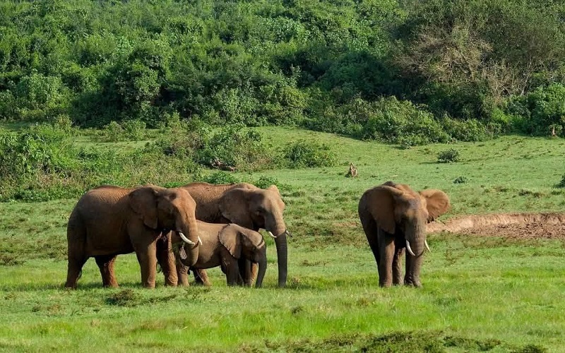 Aberdare National Park