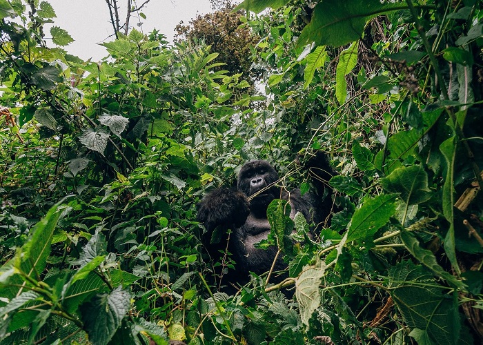 Guide to Rwanda Wildlife Safari Cost