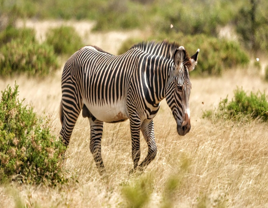 Samburu National Reserve