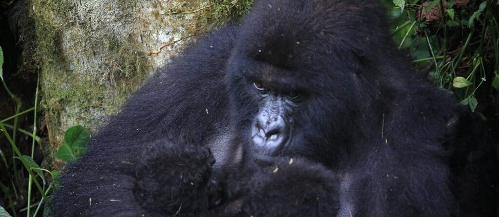 Bageni Gorilla Family