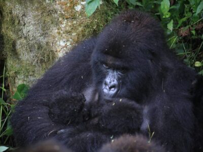 Bageni Gorilla Family