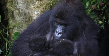 Bageni Gorilla Family