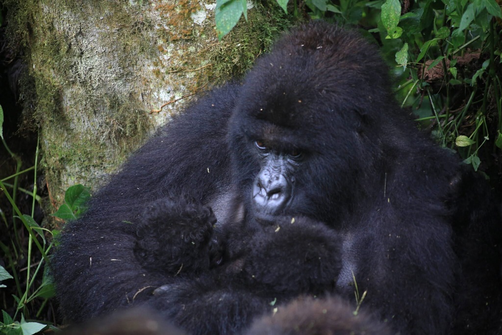 Bageni Gorilla Family