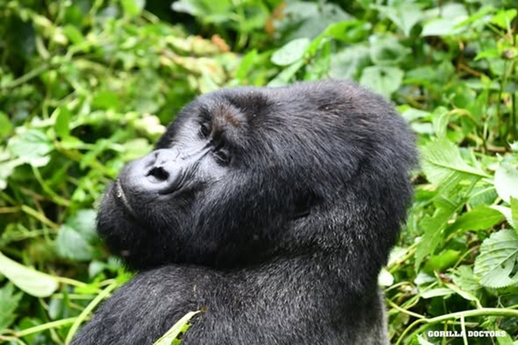 Bageni Gorilla Family