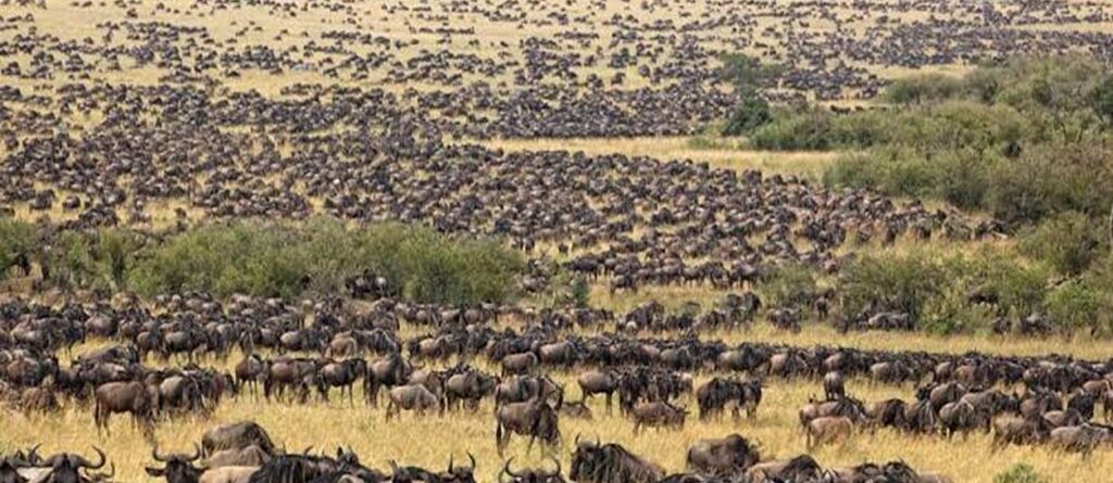 Tanzania Introduces Mandatory Travel Insurance for Foreign Visitors