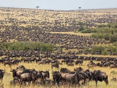 Tanzania Introduces Mandatory Travel Insurance for Foreign Visitors