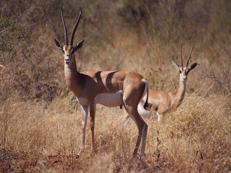 Meru National Park