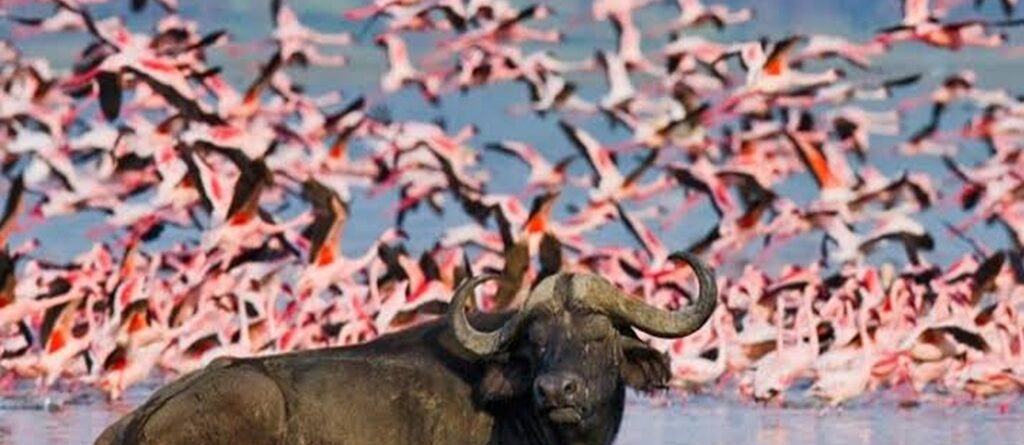 4 Days Uganda-Kenya Safari with Lake Nakuru and Masai Mara National Reserve