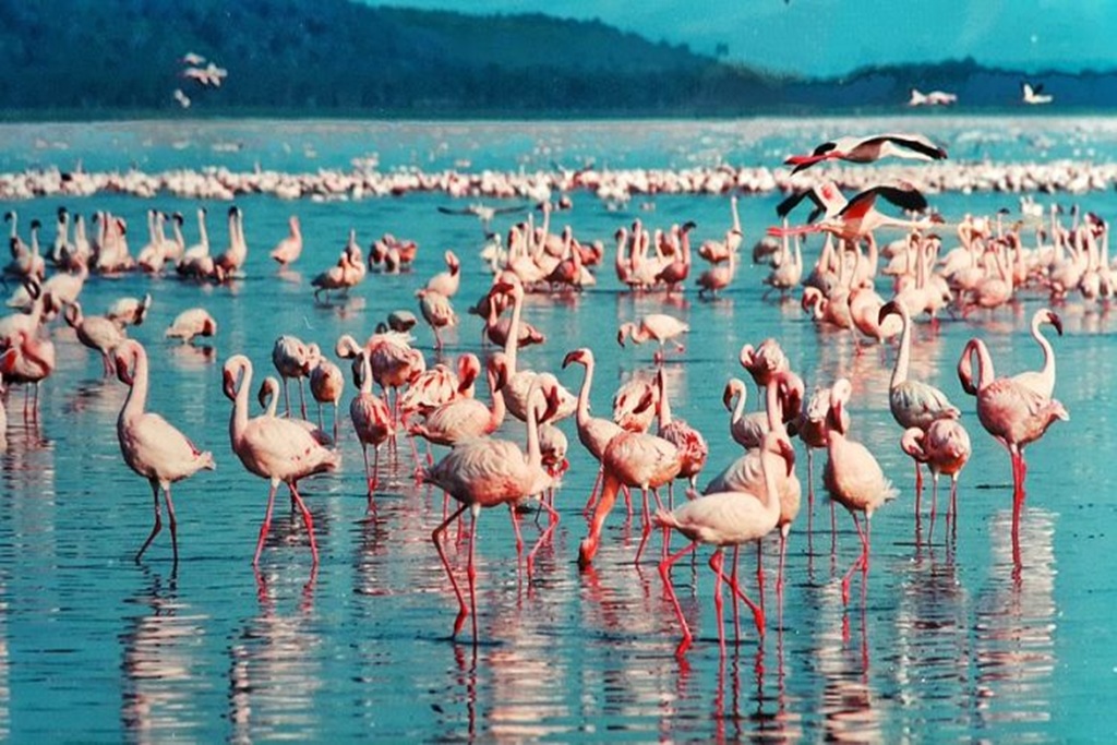 4 Days Uganda-Kenya Safari with Lake Nakuru and Masai Mara National Reserve