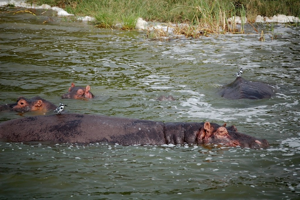 Lake Rwanyakazinga in Akagera national park