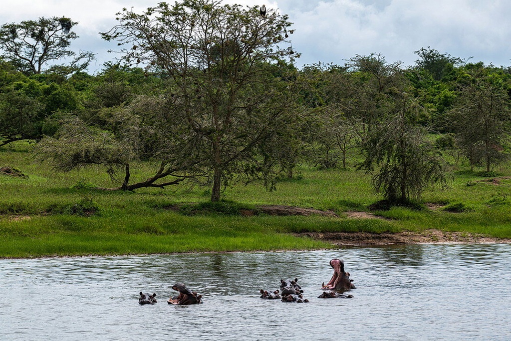 Lake Rwanyakazinga in Akagera national park