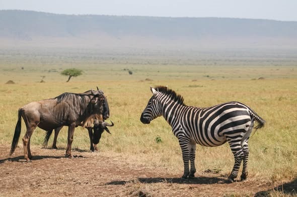 Cost of a safari to Maasai Mara national Reserve
