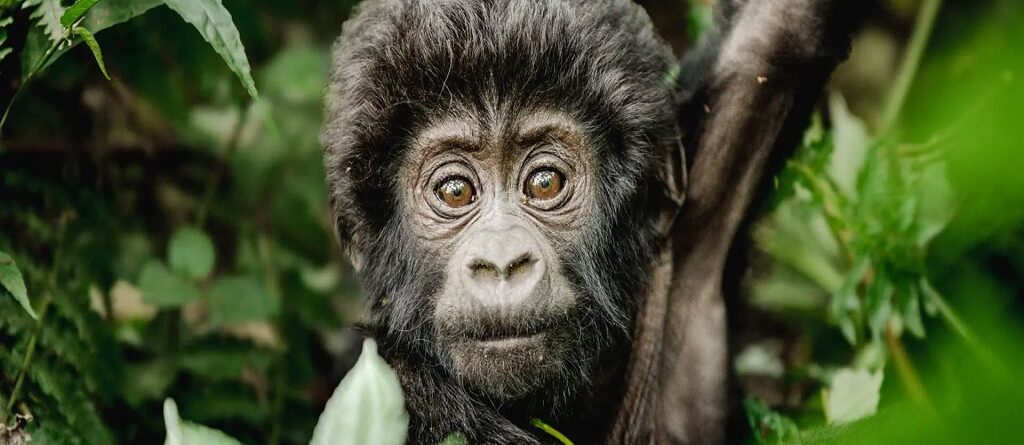 Uganda and Kenya Combined Safaris: Best itinerary.