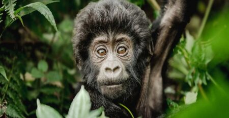 Uganda and Kenya Combined Safaris: Best itinerary.