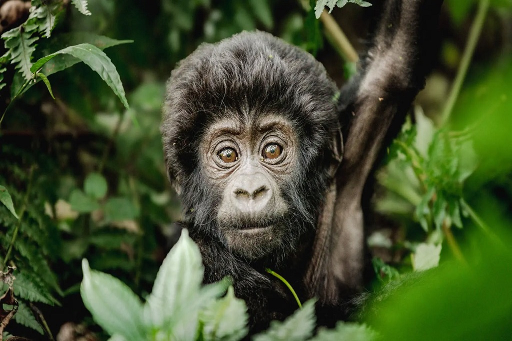 Uganda and Kenya Combined Safaris: Best itinerary.