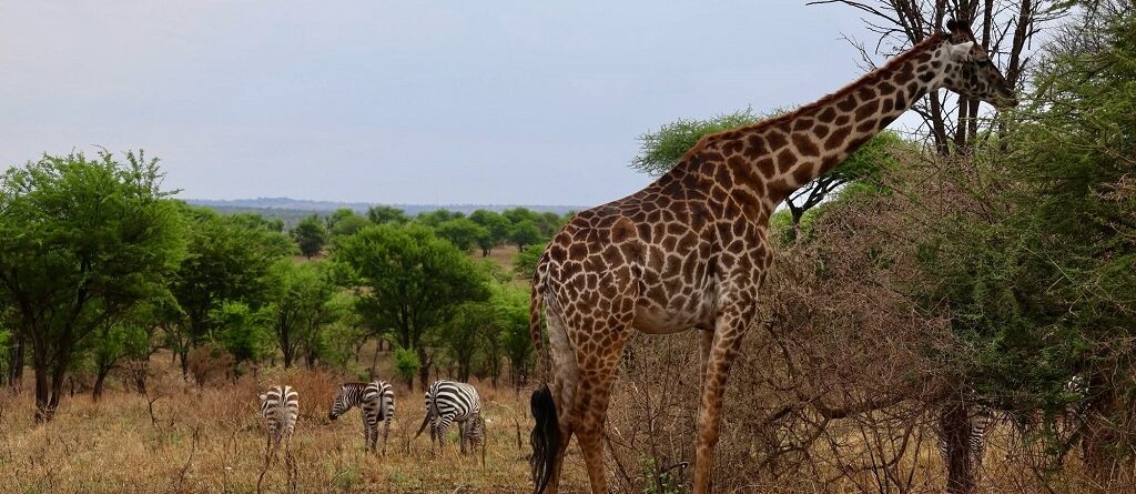A complete guide to a safari to Serengeti national park