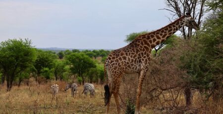 A complete guide to a safari to Serengeti national park
