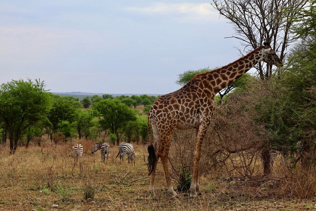 A complete guide to a safari to Serengeti national park