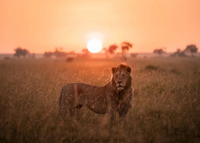 Uganda and Kenya Combined Safaris: Best itinerary